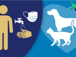 Can Pets receive the new Coronavirus (COVID-19)? Coronavirus and Pets