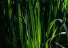 grass