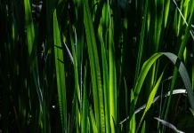 grass