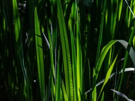 grass