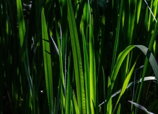 grass