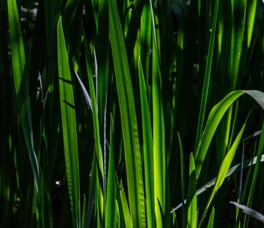 grass