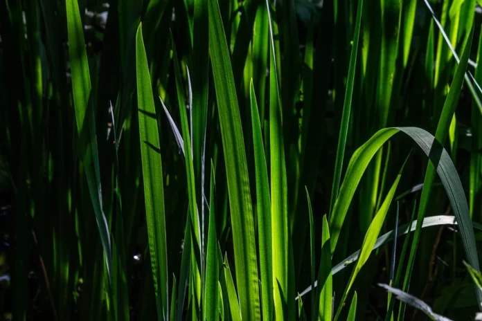 grass